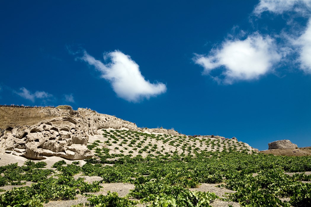 Taste Assyrtiko and Vinsanto wine