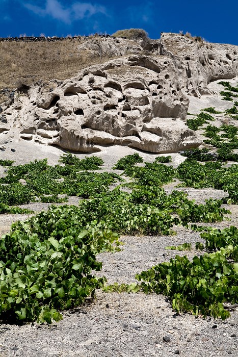 Taste Assyrtiko and Vinsanto wine