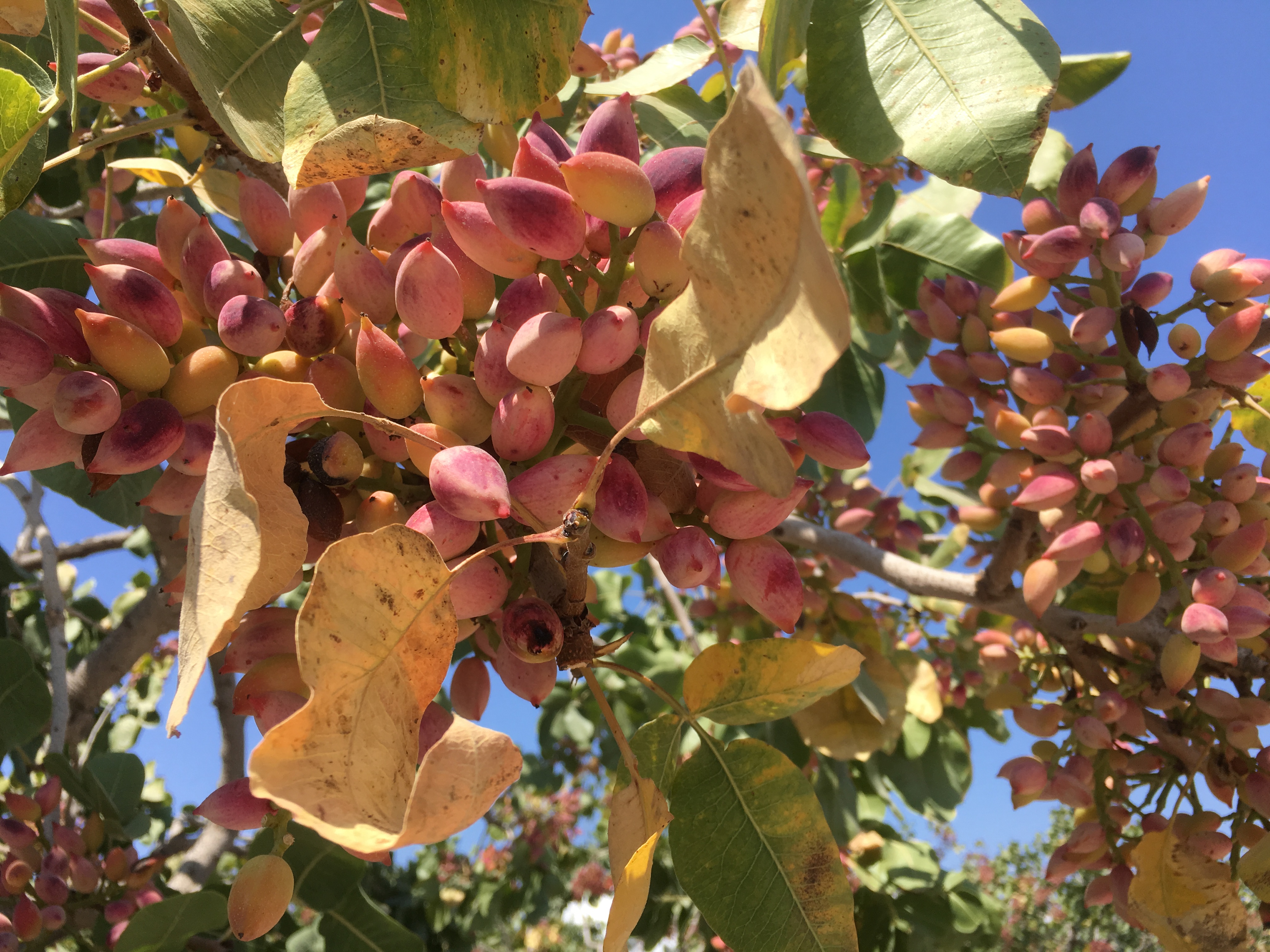 What to eat in Santorini